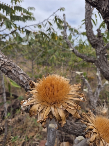 Wunderlichia mirabilis