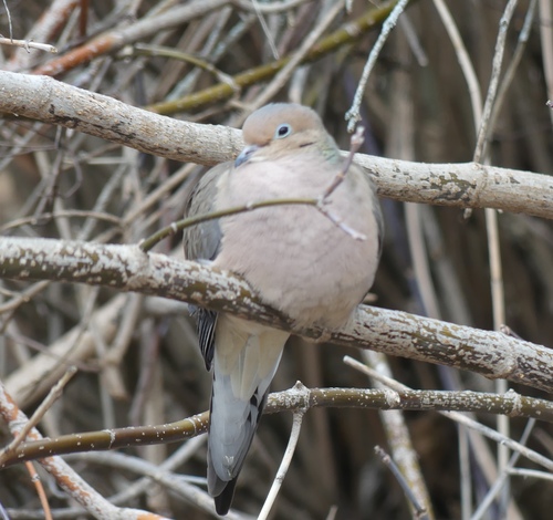 Mourning Dove