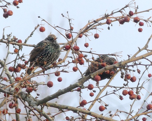 European Starling
