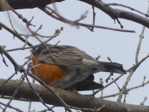 American Robin