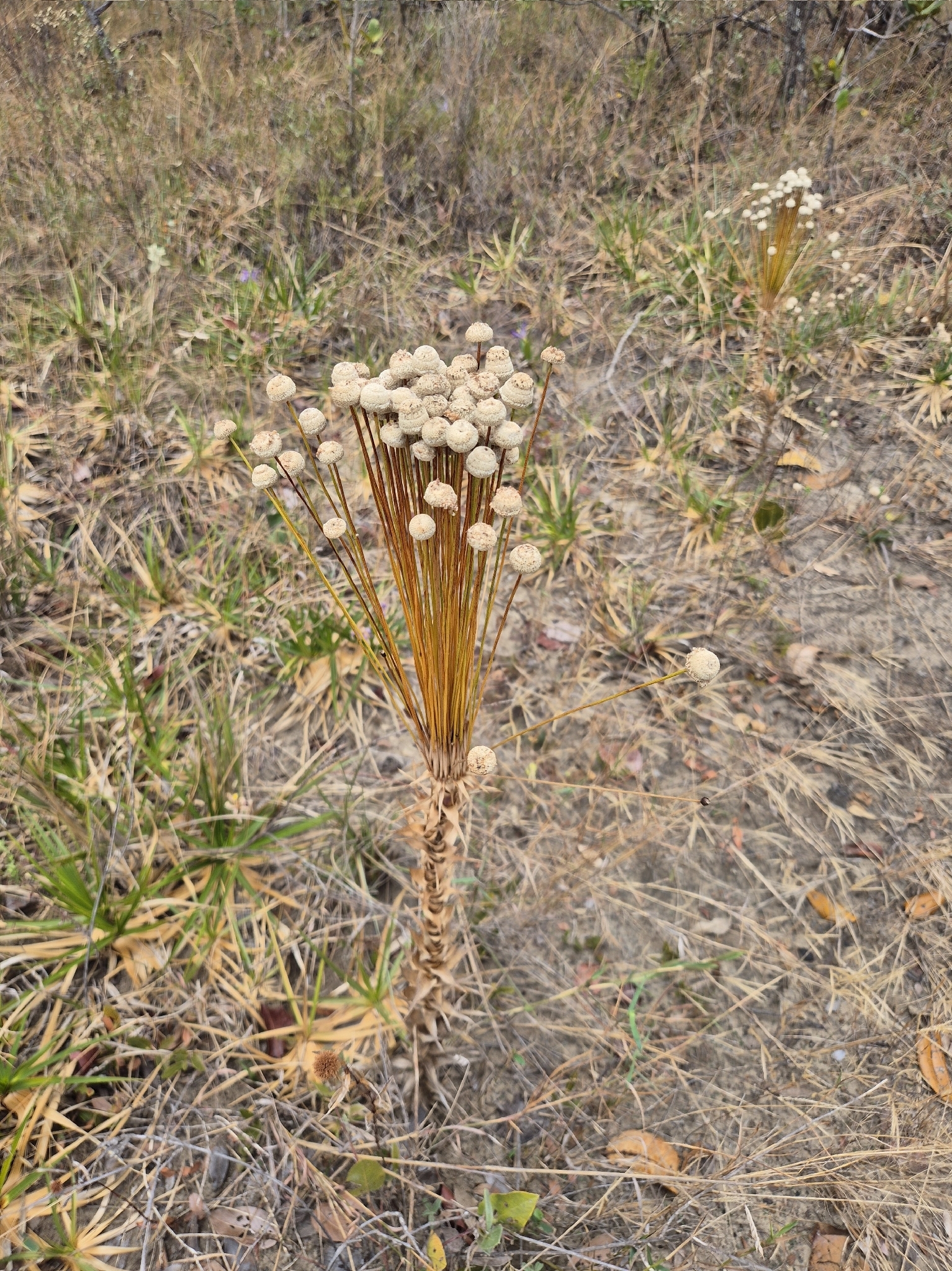 Paepalanthus acanthophyllus