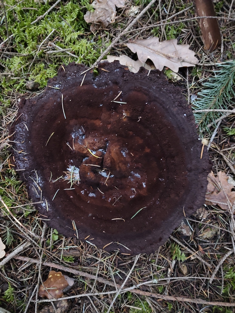 Phaeolus schweinitzii · January 2026 · photo: © rolandgodon (iNaturalist, cc-by)