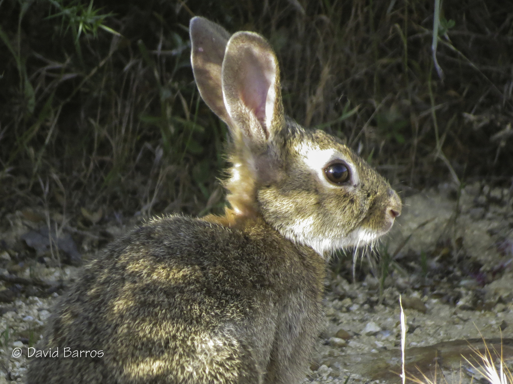 Iberian Rabbit, photo 1 of 10