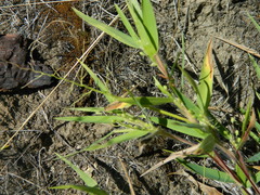 Dichanthelium scribnerianum