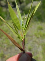 Dichanthelium scribnerianum