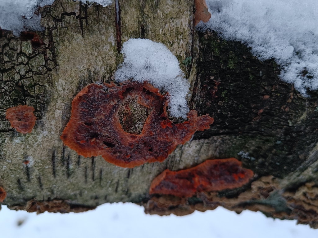 Phlebia radiata · January 2026 · photo: © natteheks (iNaturalist, cc-by-nc)