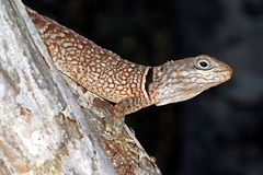 Oplurus cyclurus