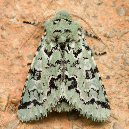 Major Sallow