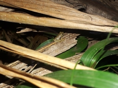 Ranoidea barringtonensis