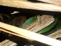 Ranoidea barringtonensis