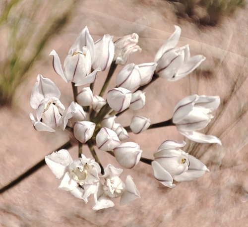 Allium oreoprasum