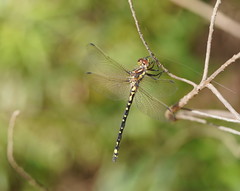 Eusynthemis virgula