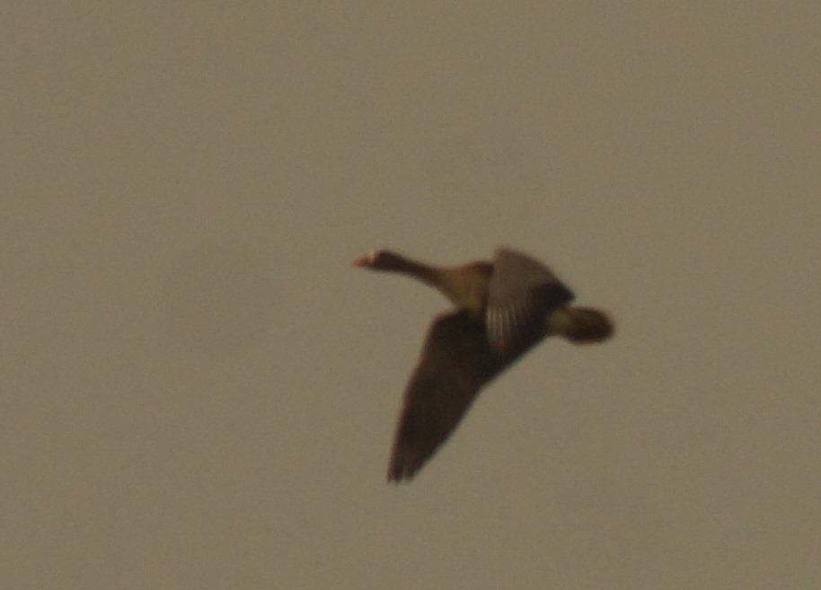 Lesser White-fronted Goose (Anser erythropus), photo 1