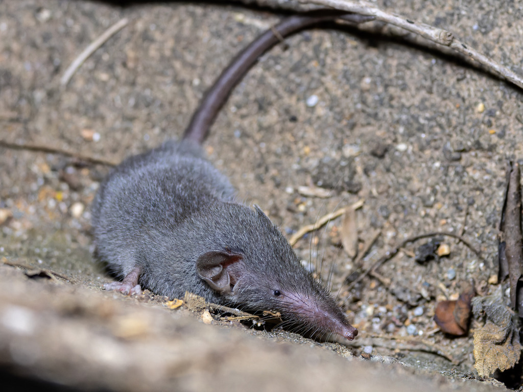 Southeast Asian Shrew