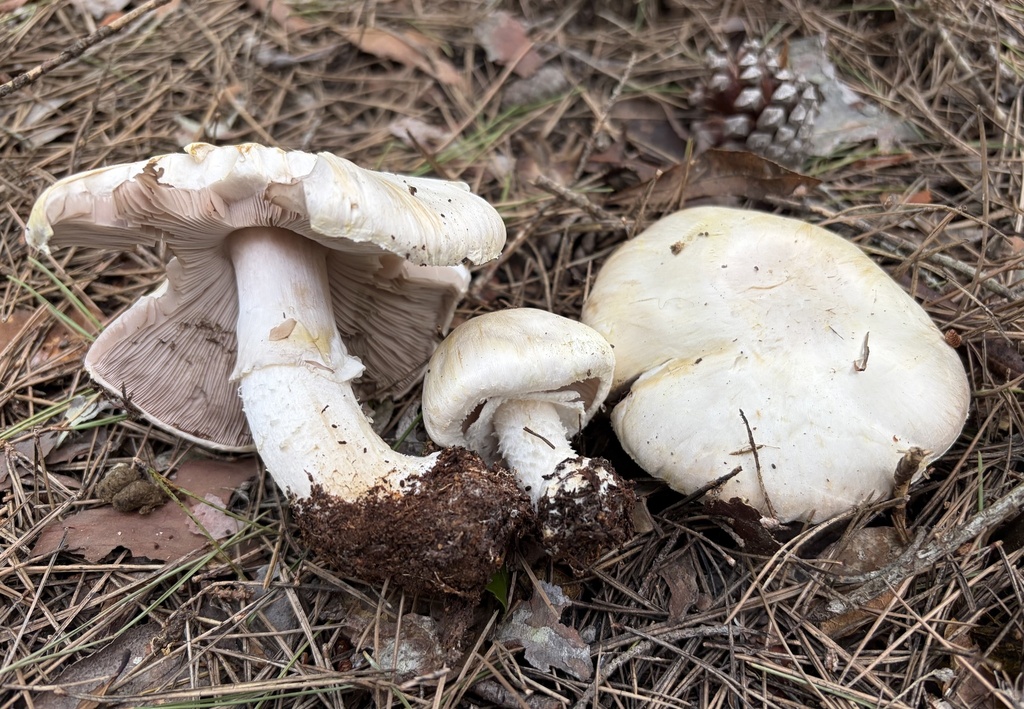 Agaricus fissuratus