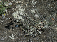 Eriogonum strictum