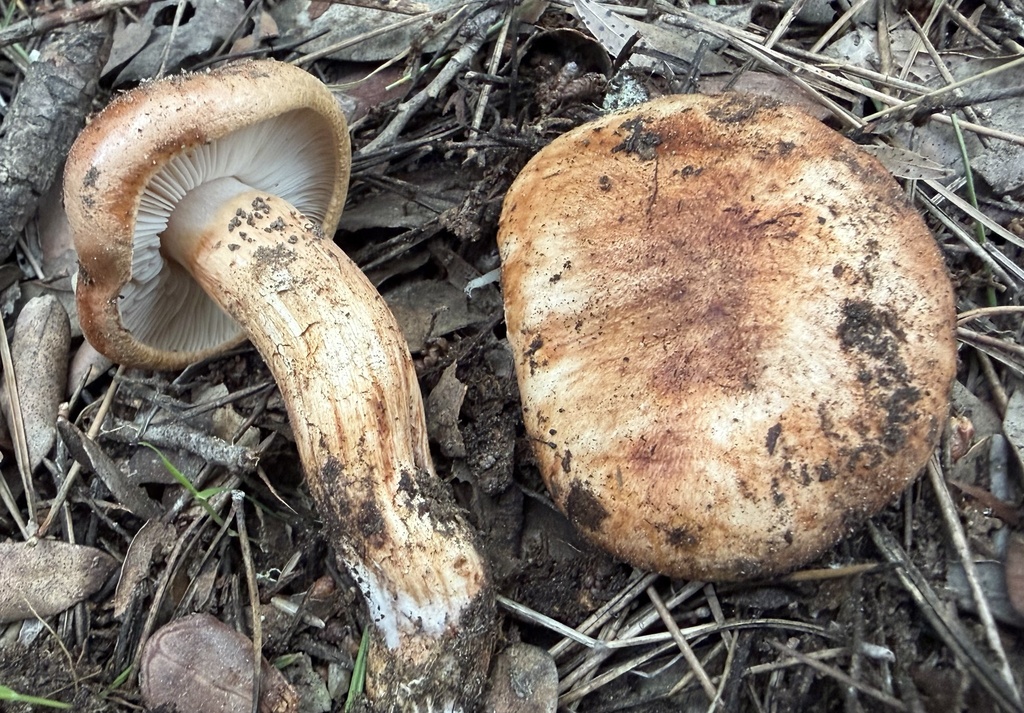 Tricholoma batschii · January 2026 · photo: © lucian_clanet (iNaturalist, cc-by)