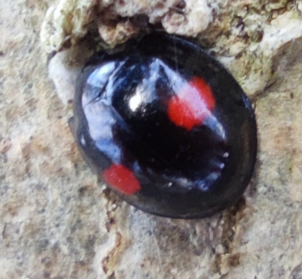 Chilocorus renipustulatus