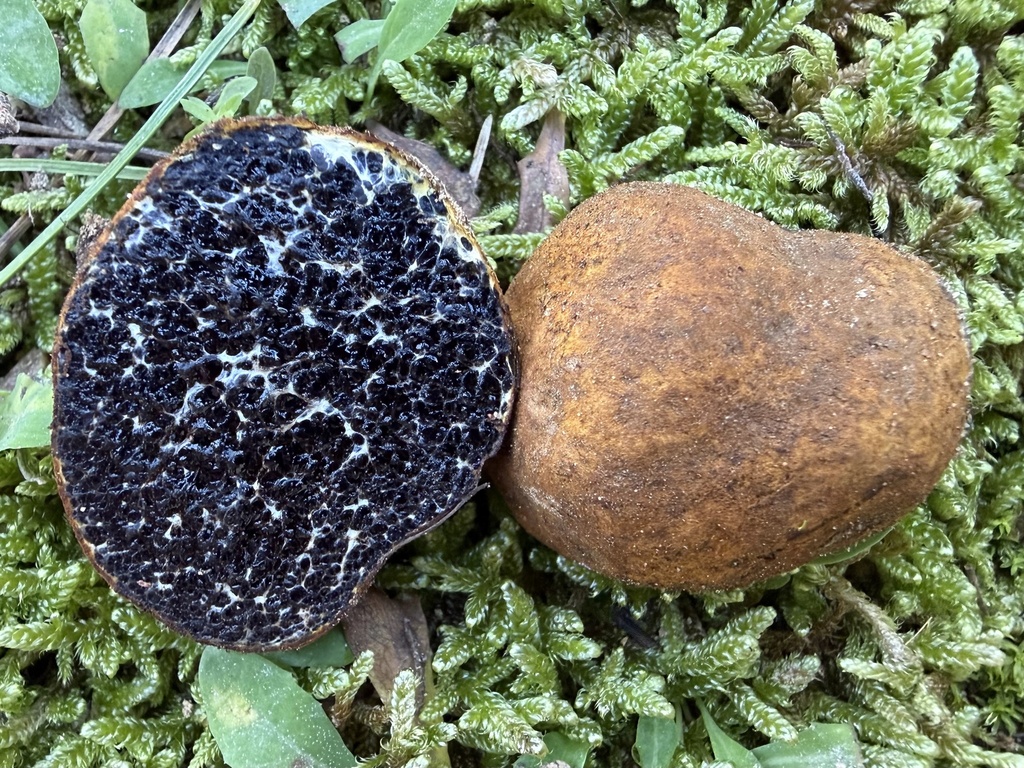 Melanogaster variegatus