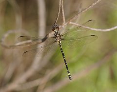 Eusynthemis virgula