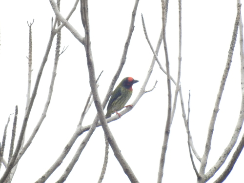 Psilopogon haemacephalus