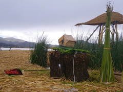 Schoenoplectus californicus