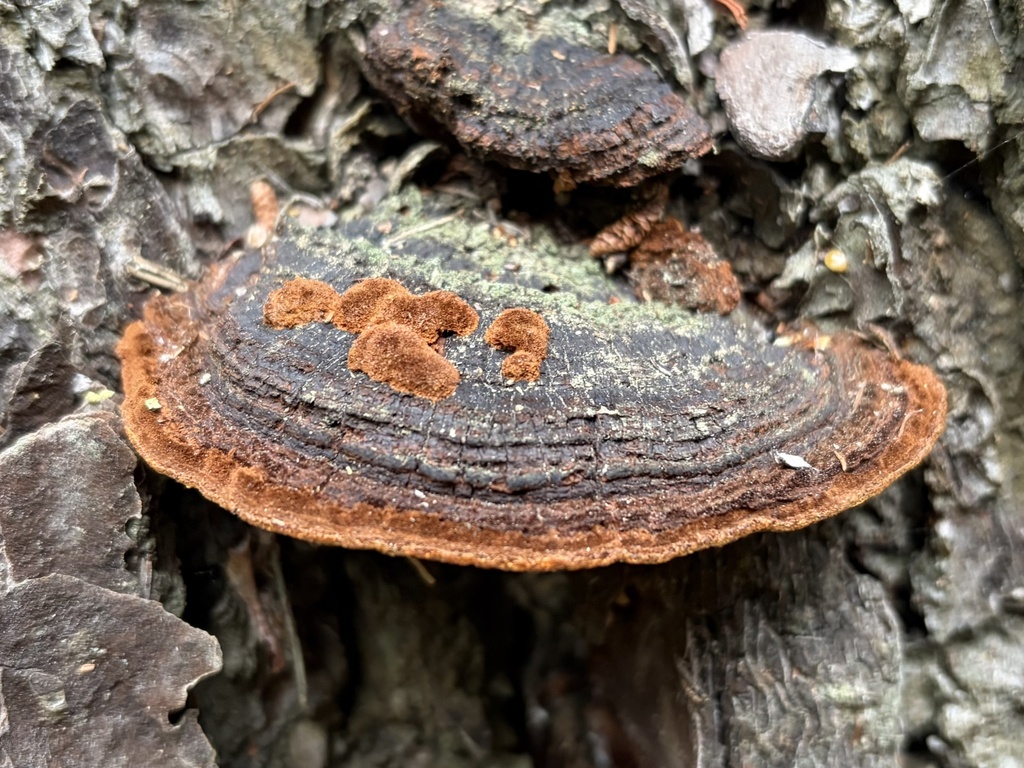 Porodaedalea pini · January 2026 · photo: © lucian_clanet (iNaturalist, cc-by)