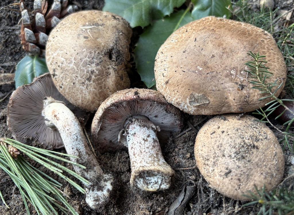 Agaricus sylvaticus
