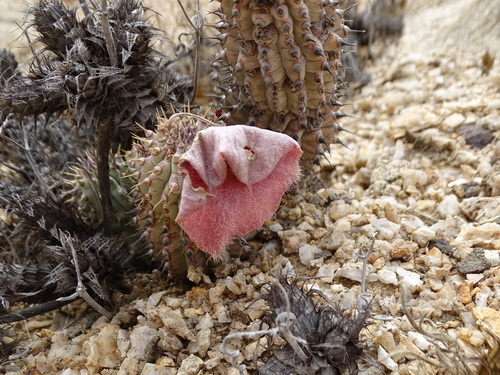 Namib Hoodia