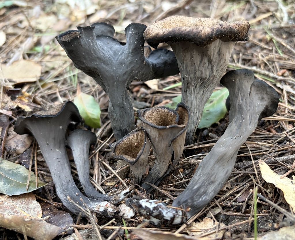 Craterellus cornucopioides · January 2026 · photo: © lucian_clanet (iNaturalist, cc-by)