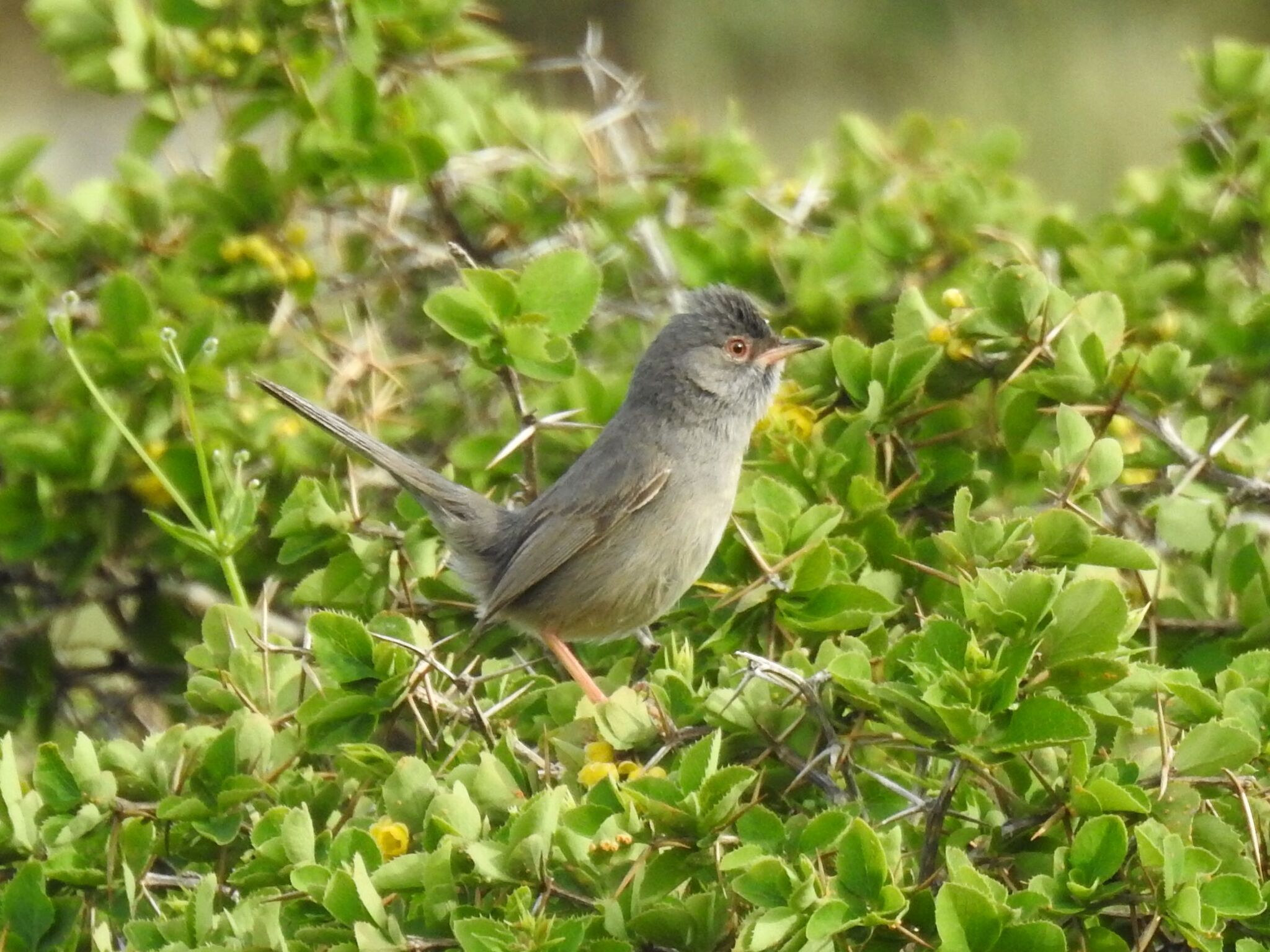 Marmora's Warbler (Curruca sarda)