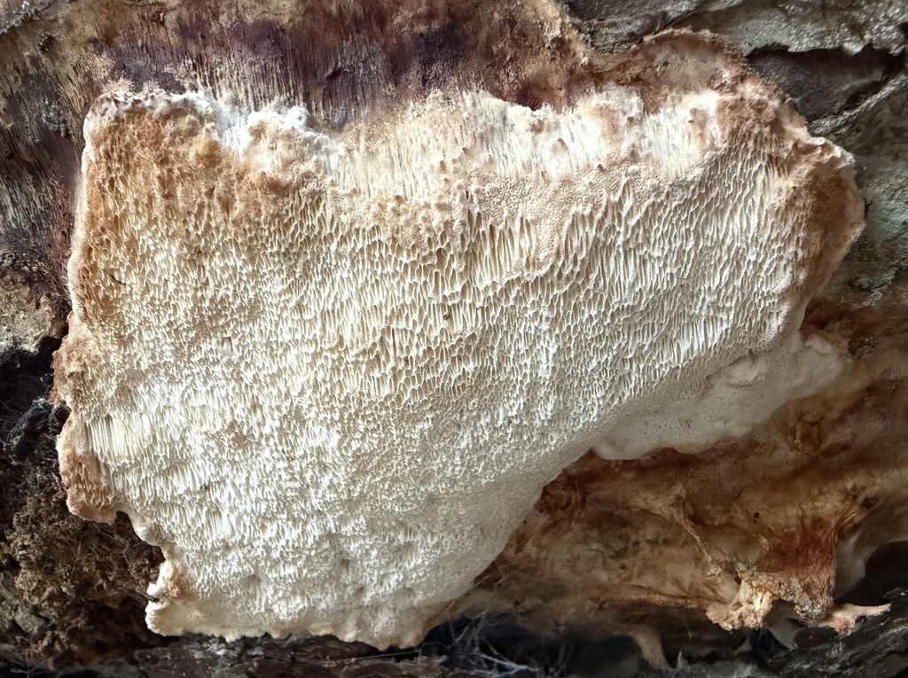 Parmastomyces mollissimus