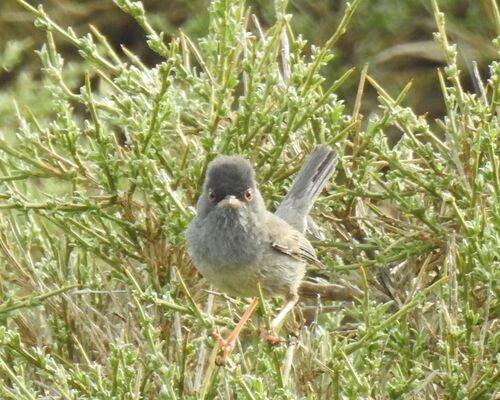 Marmora's Warbler (Curruca sarda), photo 3