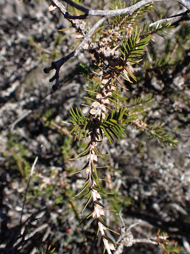 violet honey-myrtle (Melaleuca wilsonii)