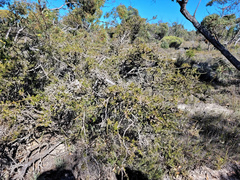(c) Donald Davesne, some rights reserved (CC BY) Melaleuca wilsonii, photograph (c) Donald Davesne, some rights reserved (CC BY)