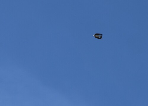 Tree Swallow (Tachycineta bicolor), photo 7