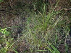 Carex longebrachiata