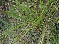 Carex longebrachiata