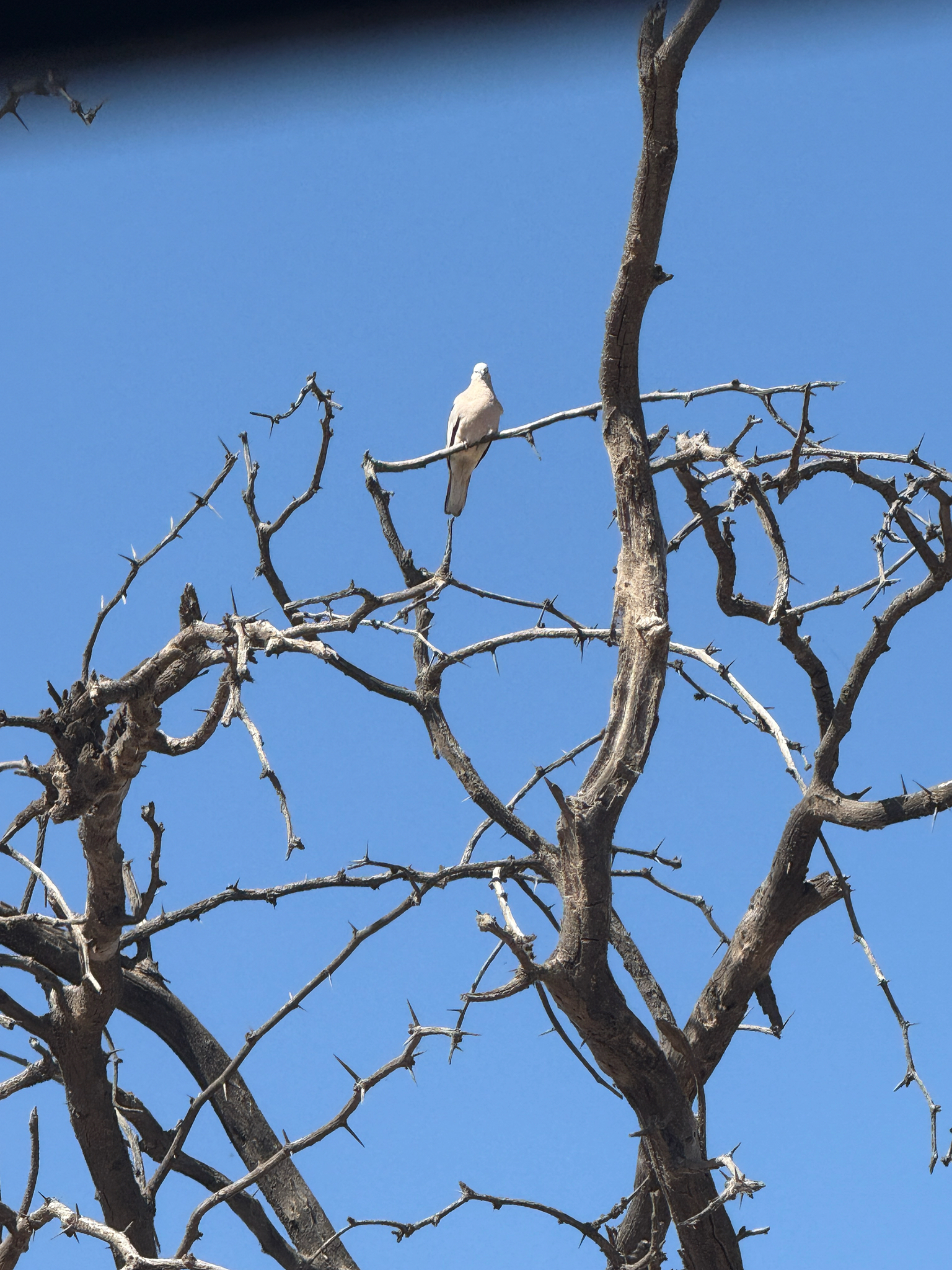 Picui Ground Dove (Columbina picui), photo 4