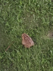 Rhinella marina