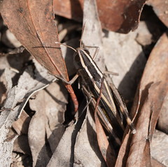 Macrotona securiformis