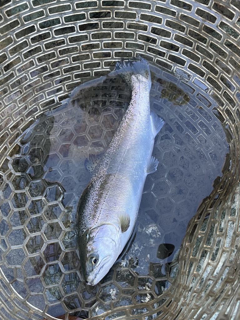 Cherry salmon (Oncorhynchus masou) — Salmonidae