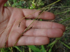 Carex longebrachiata