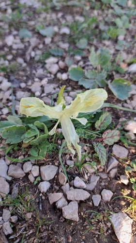 Palestine Iris (Iris palaestina)
