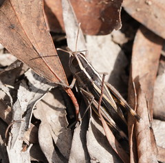Macrotona securiformis