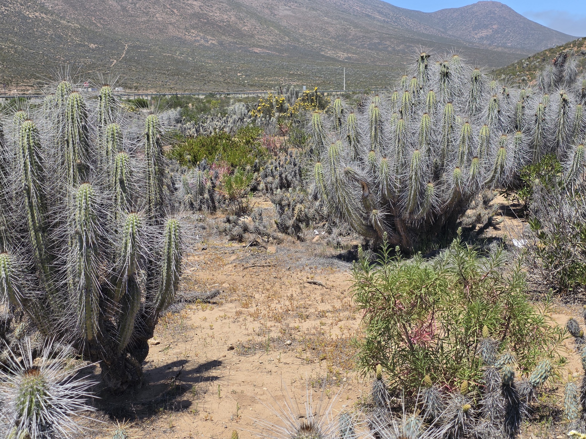Eulychnia acida