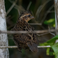 Colinus nigrogularis