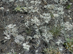 Eriogonum strictum