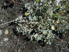 Eriogonum strictum