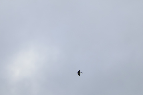 Tree Swallow (Tachycineta bicolor), photo 8